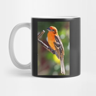 Baltimore Oriole Mug